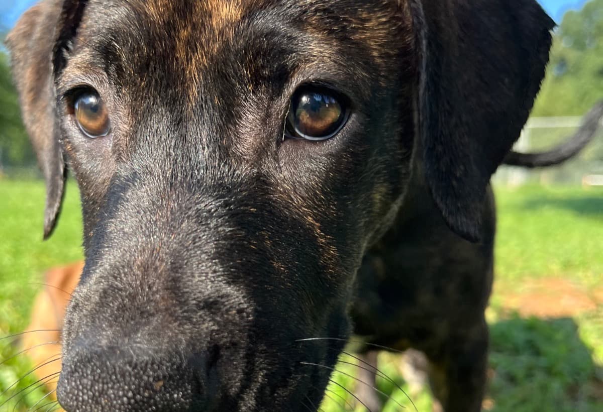 4MonthOldPuppySabbath