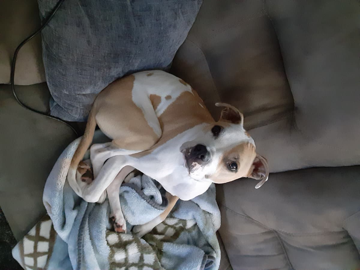 MyPupNeedMoneyForSurgery