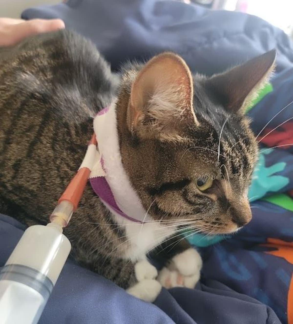 SickEmotionalCareCat