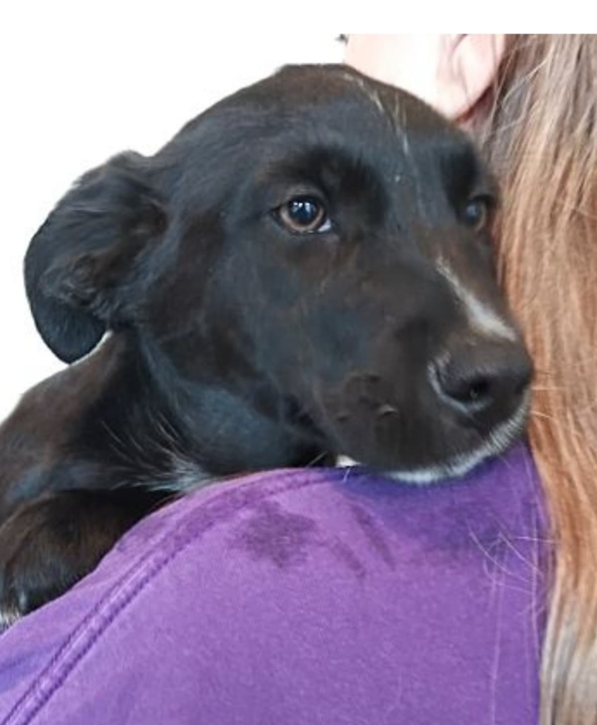 MultiPuppiesMedicalBills