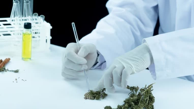 10BestTerpeneCompaniesInUSA