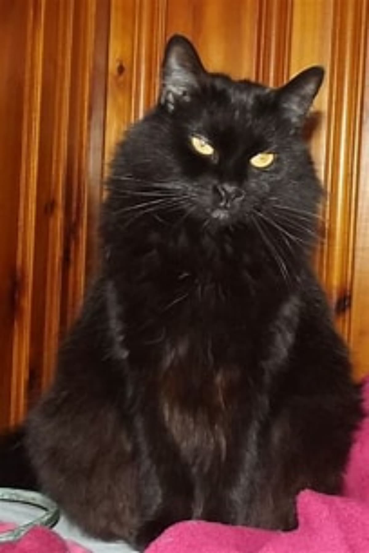 CatLossLosesEverything