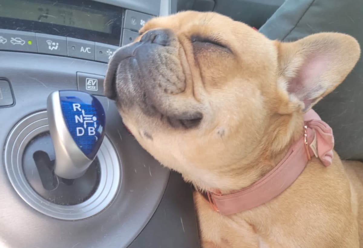 BarbieFightsRenalFailure