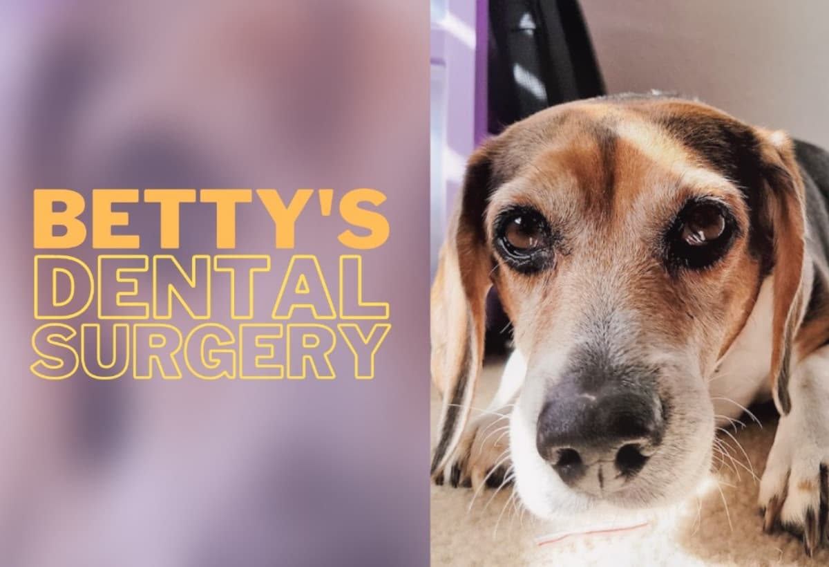 BettyNeedsDentalSurgery