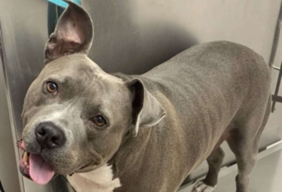 BabyBoltSurgeriesandOncology