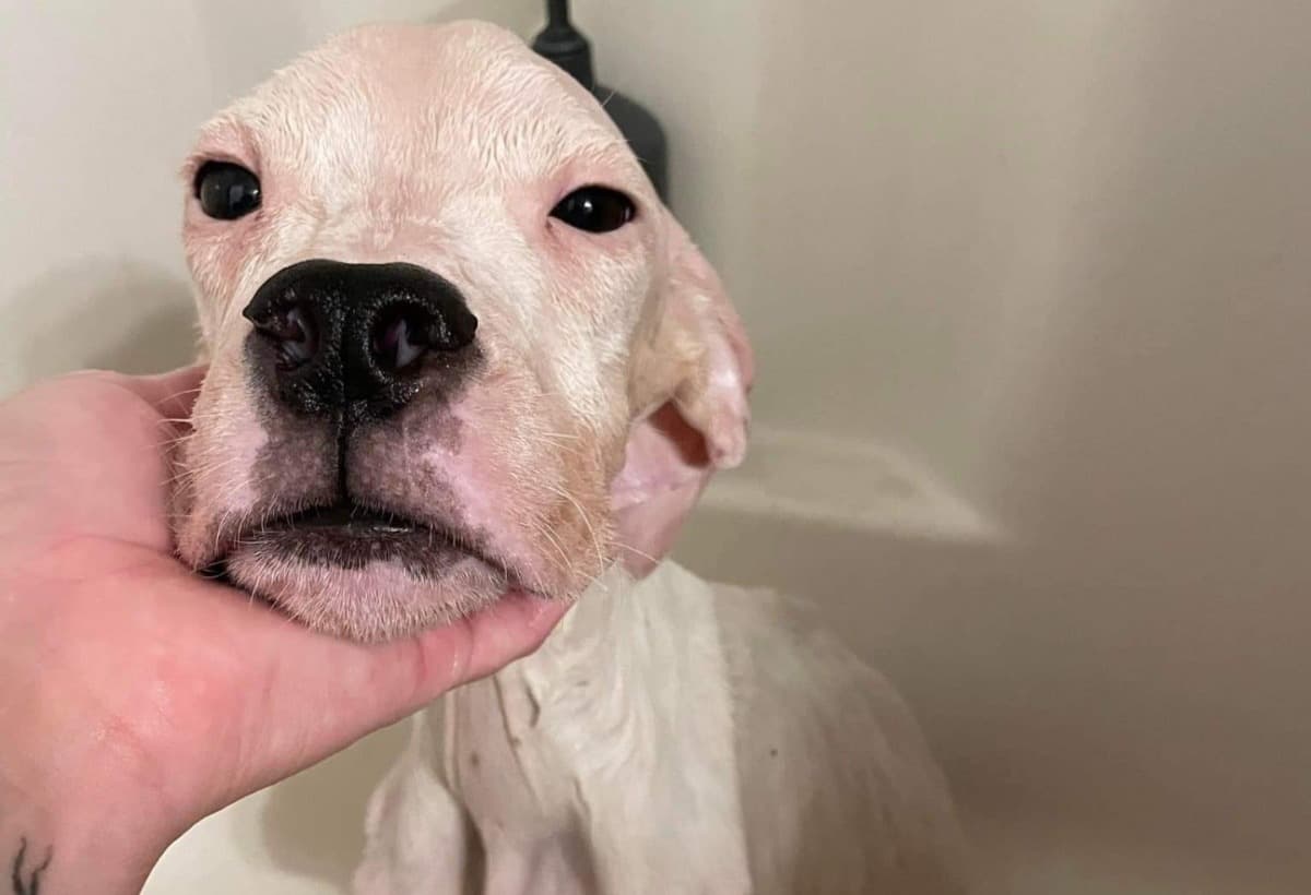 SavingDogoArgentinoDogs