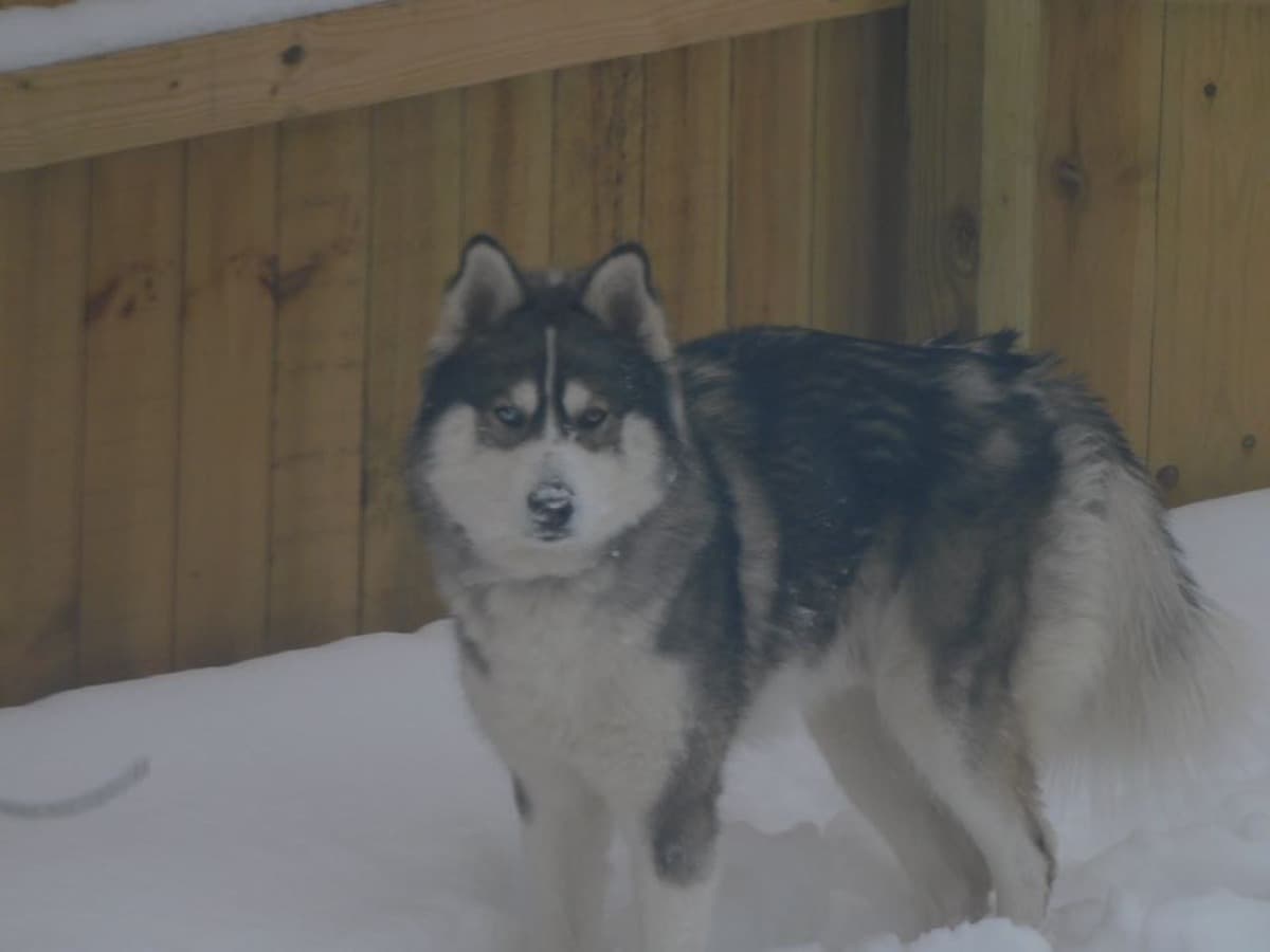 HuskeyDogSurgery