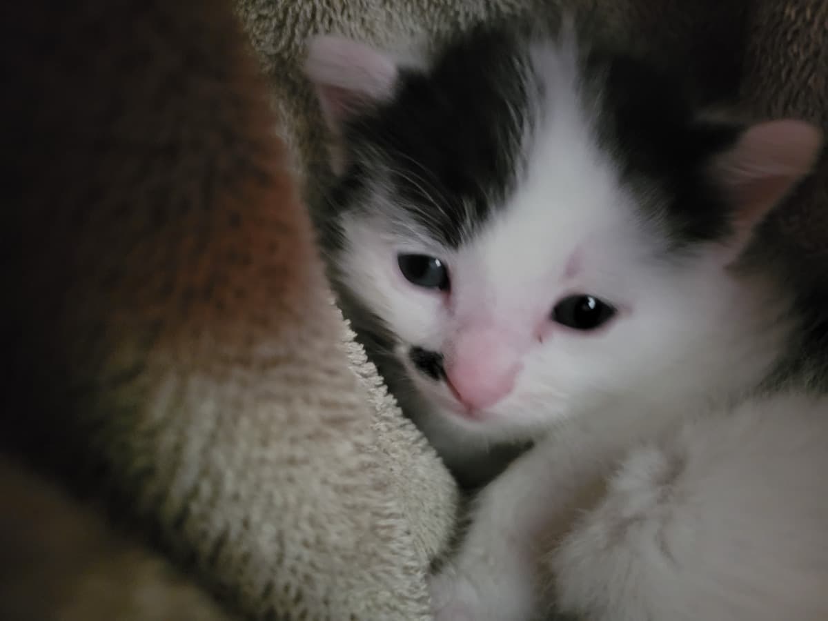 AmysKittyInHomeRescue