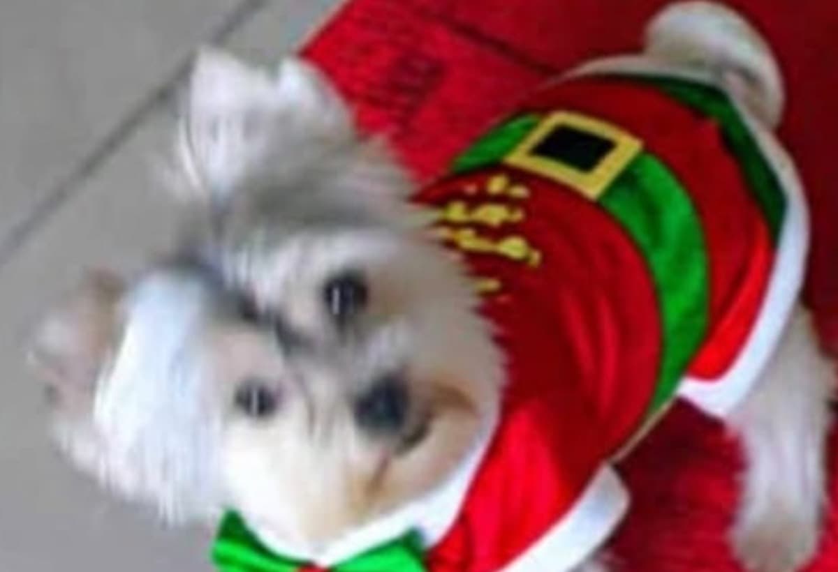 ForPeggyAdamsDogHercules