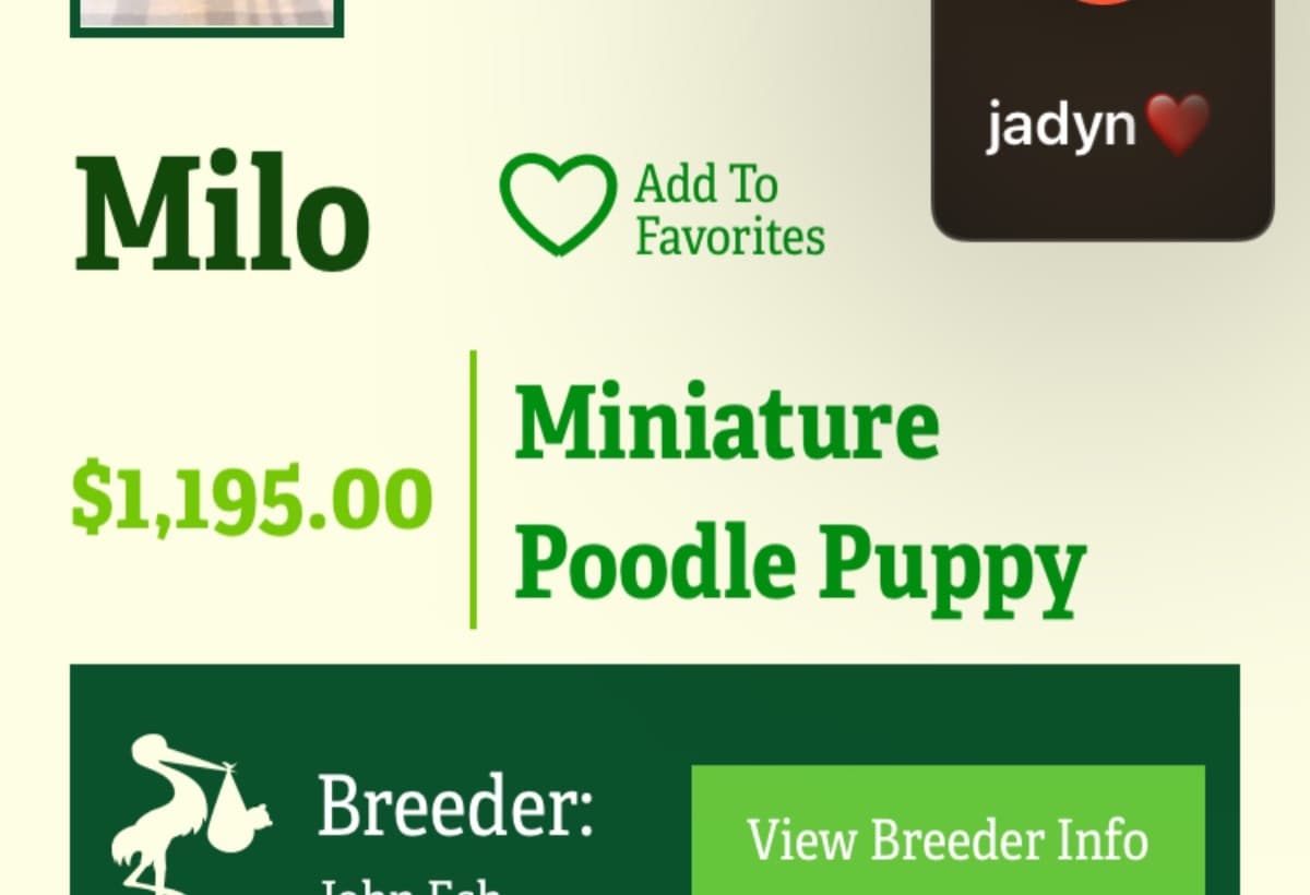 IWannaBuyAToyPoodleBreed