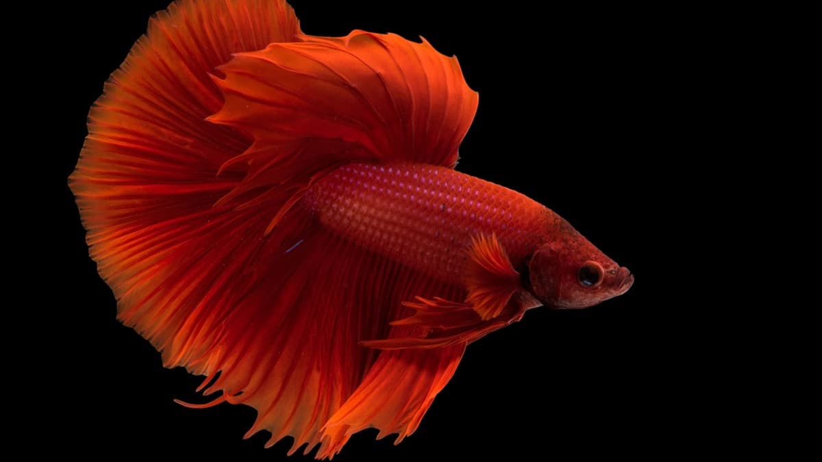 PetFishForDaisy