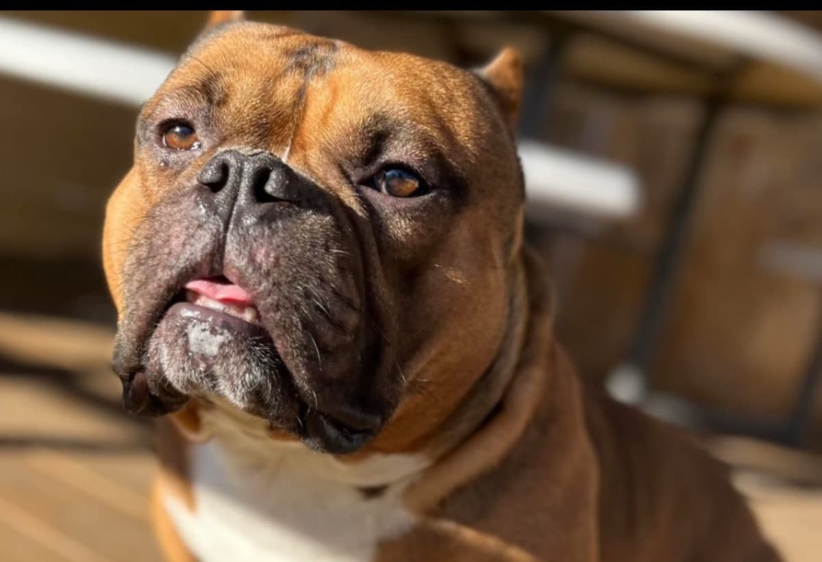 GiveKodaTheGiftOfBreath