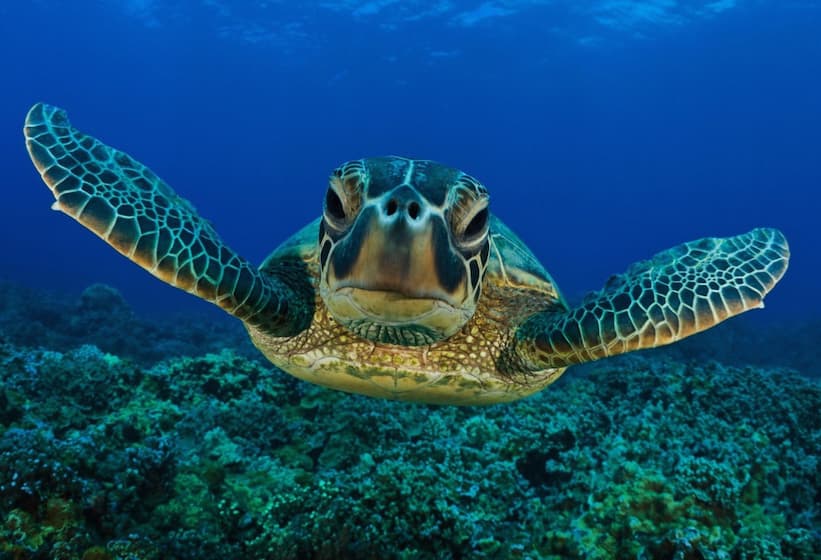 FloridaSeaTurtles