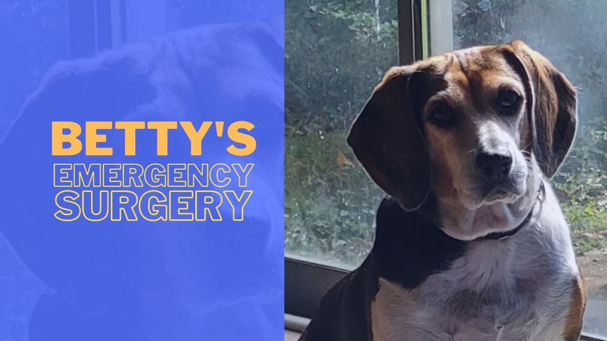 BettyTheBeagleSurgeryFund
