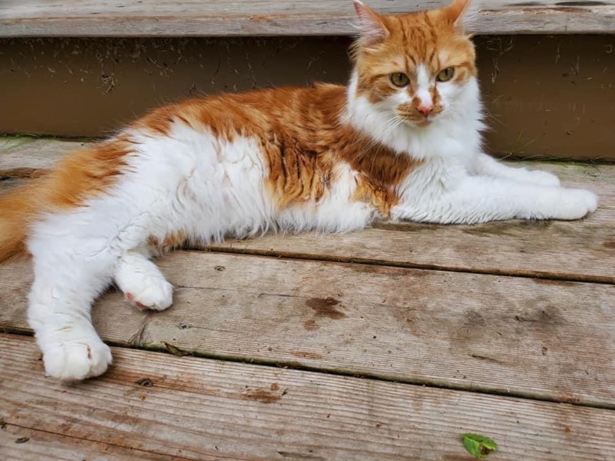 CheetoTheCat