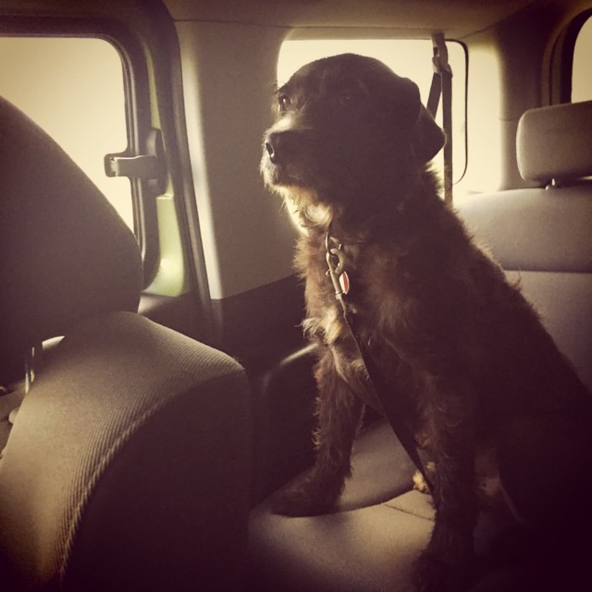 WeNeedOurCharliedog