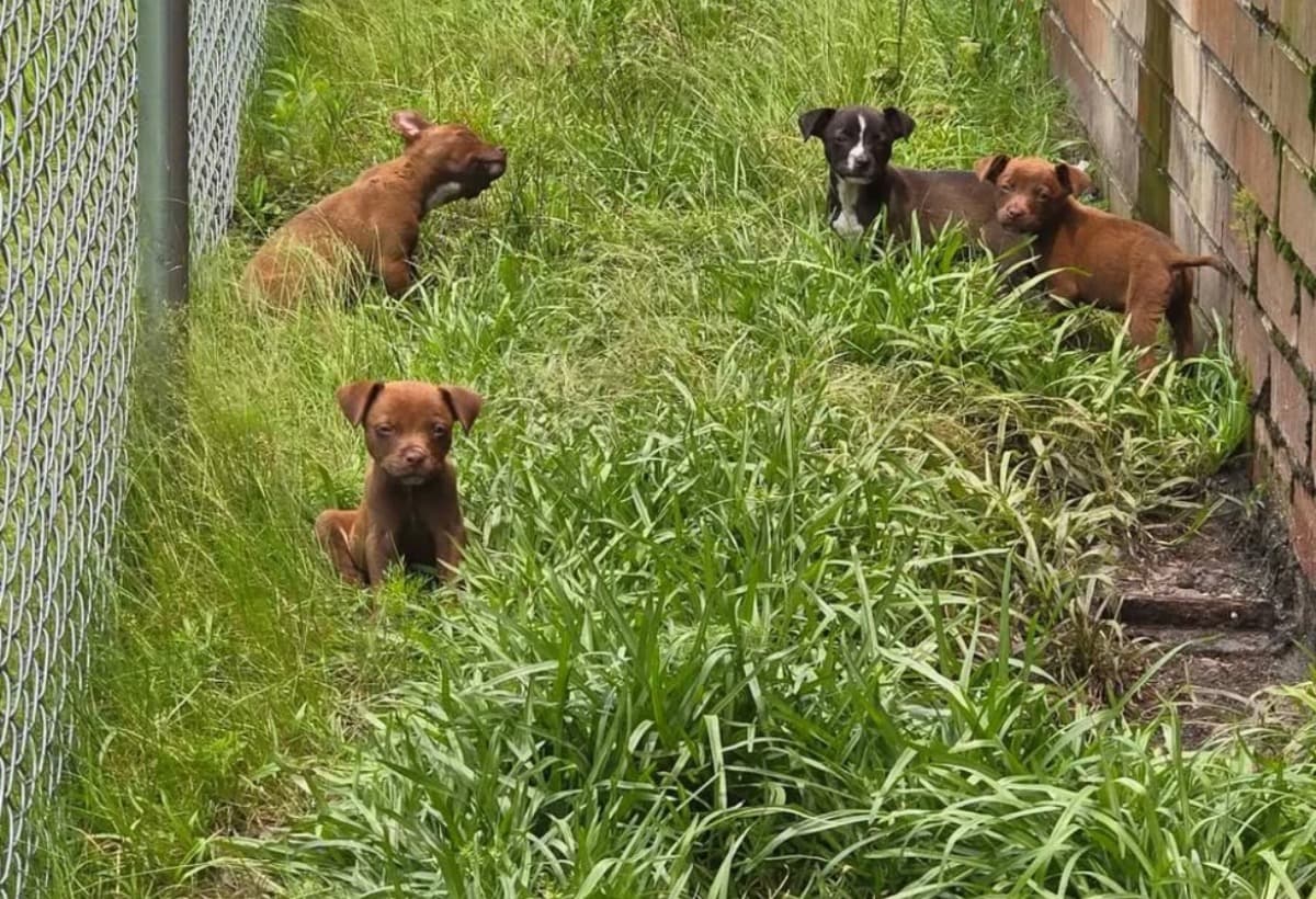 RaiseMoneyForPuppies