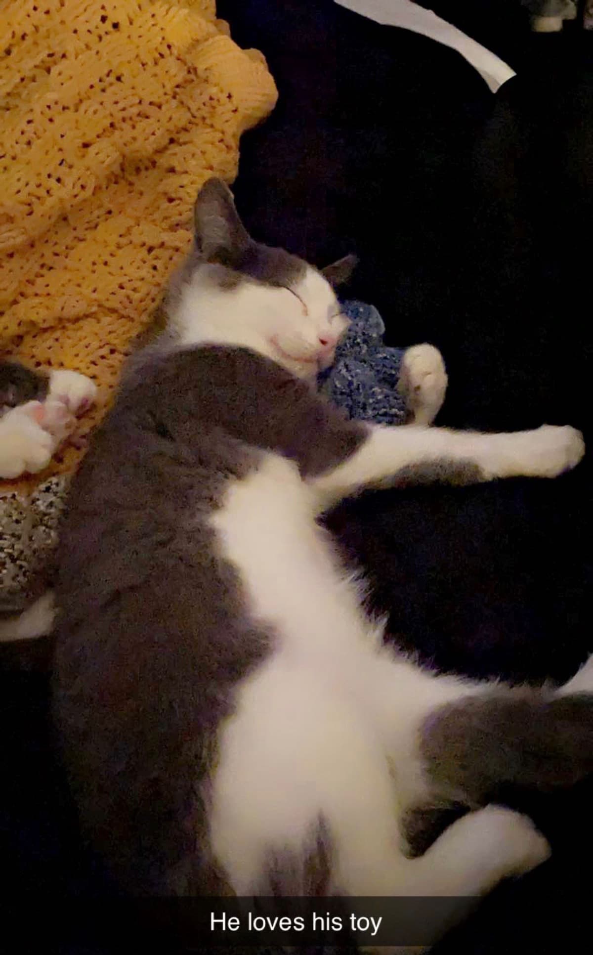 AVerySickCat