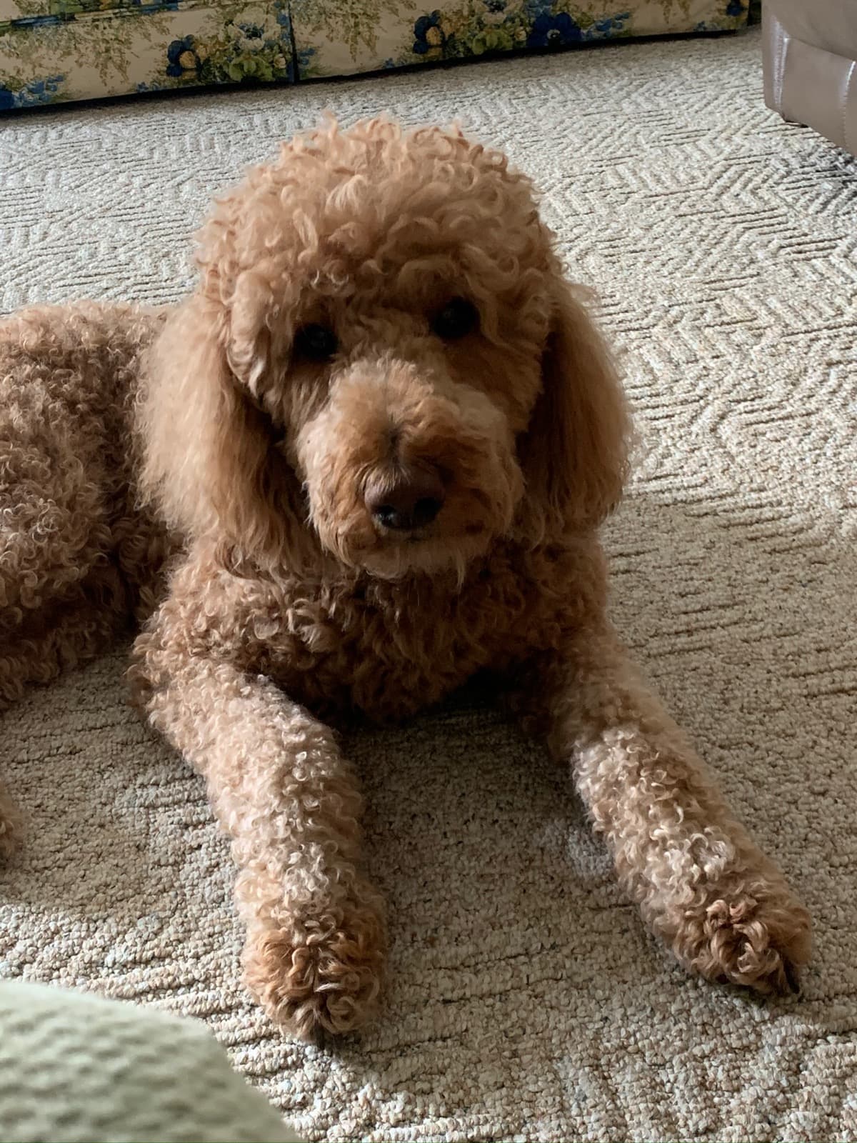 GoldendoodAcuteKidneyFailure