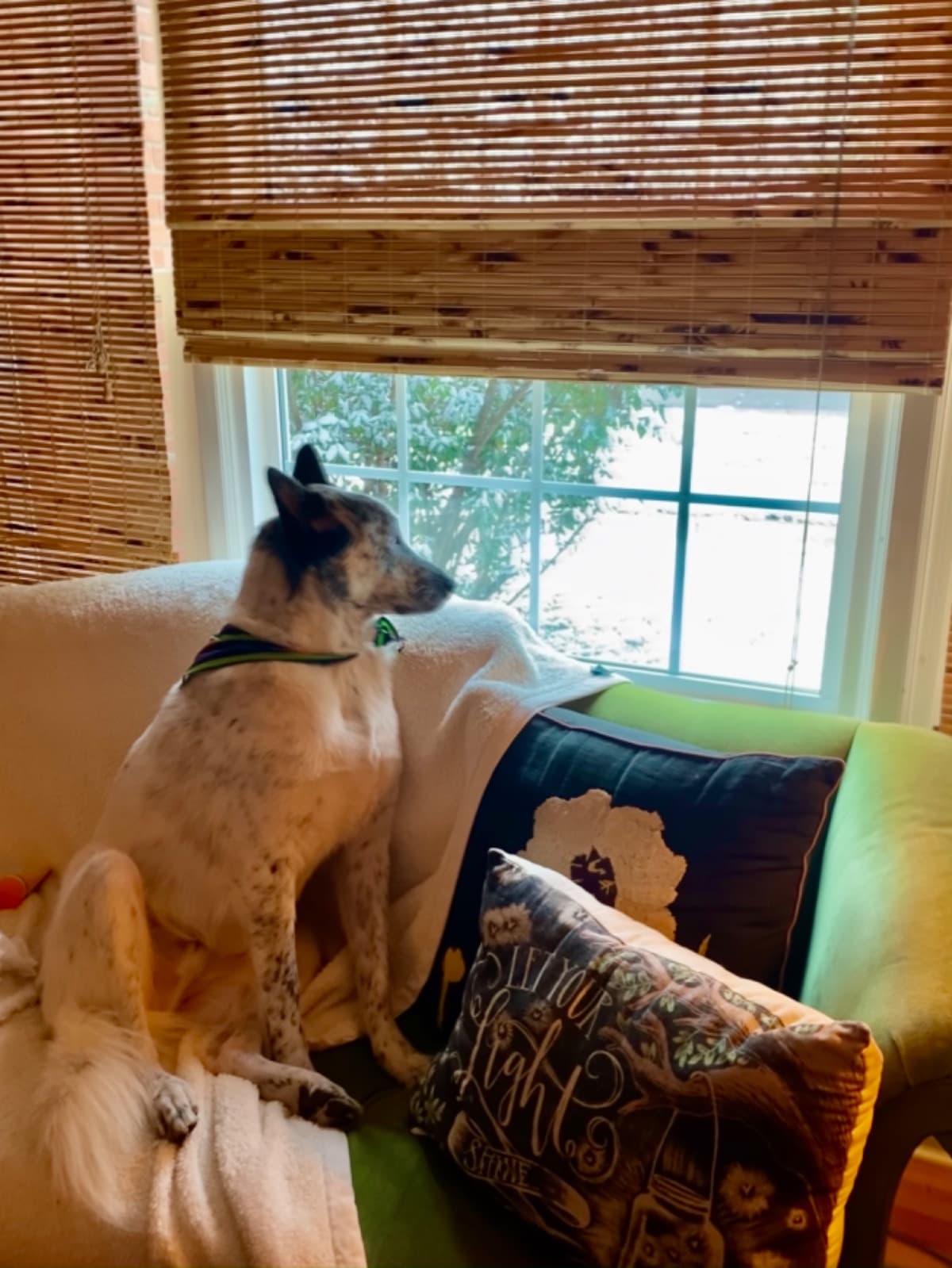 CharlieARescueDog