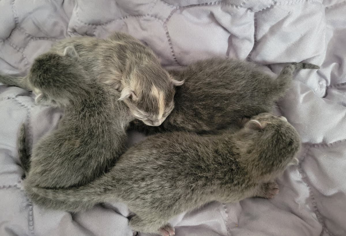 TheImpossiblePregnancy