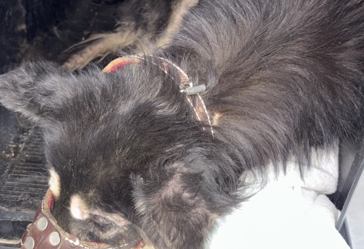 HelpScruffyBeatHeartworm