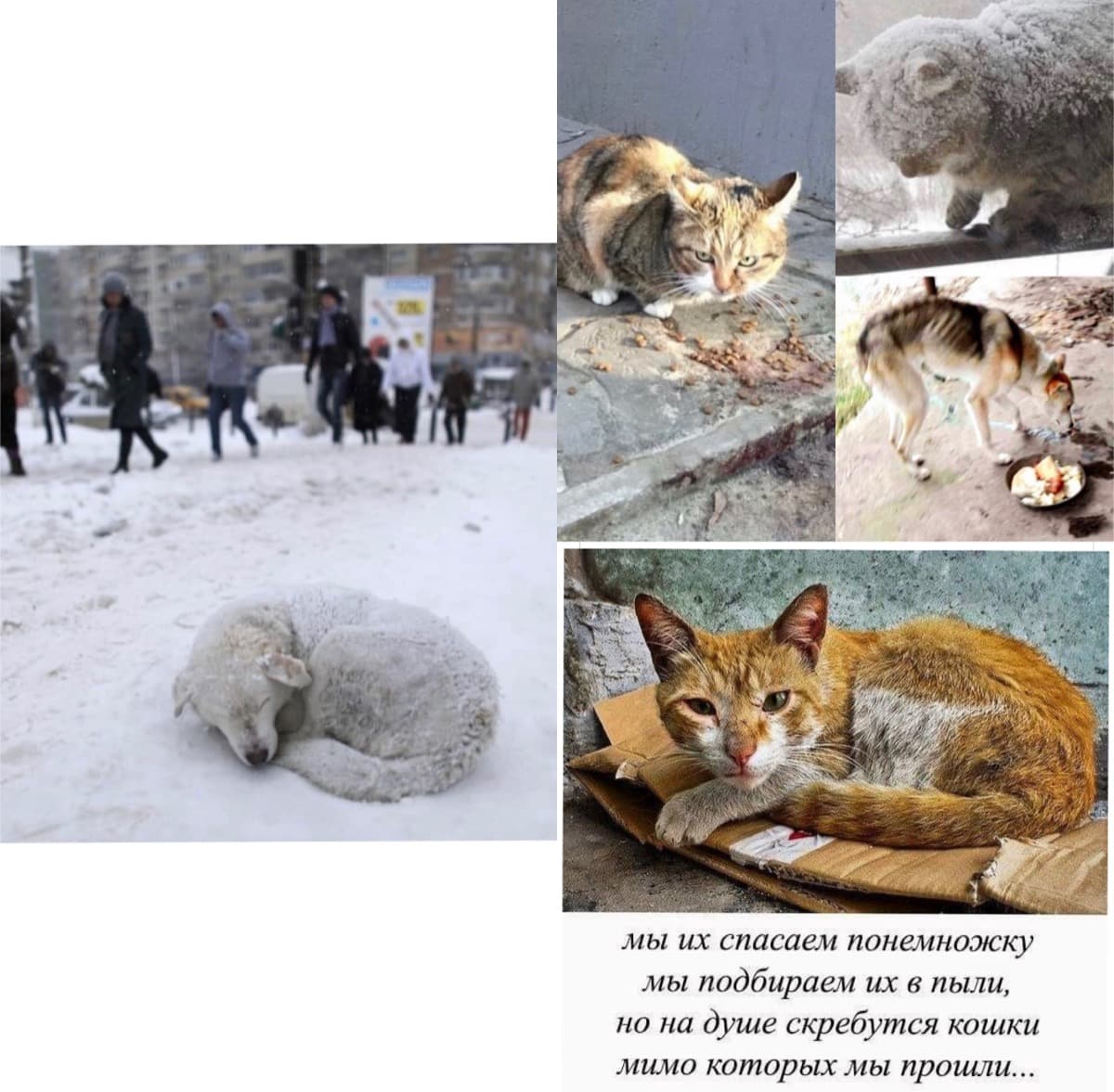 AnimalSheltersInUkraine
