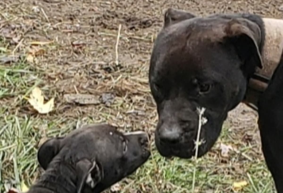 HurricaneSportDogRelief