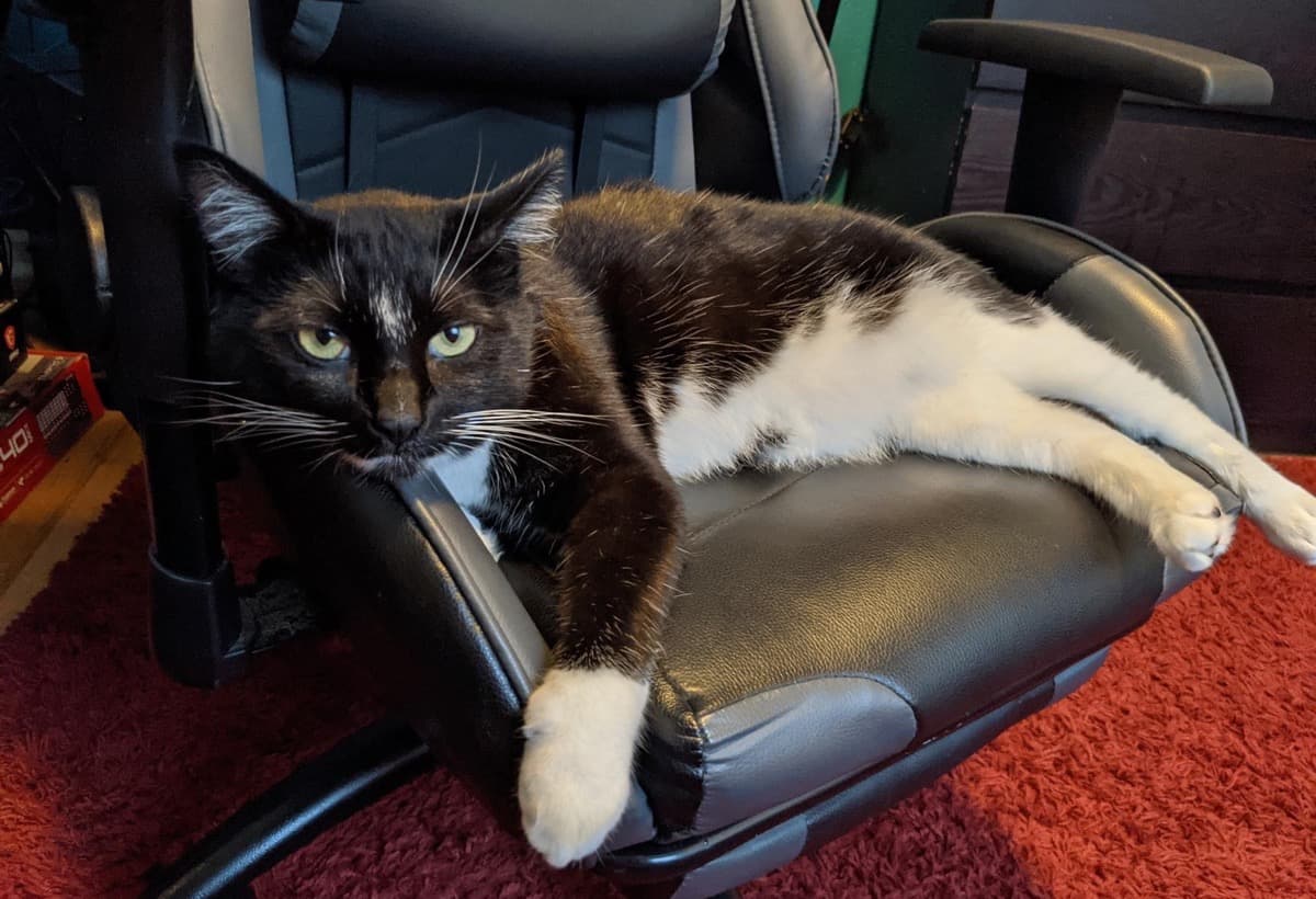 FreddiePurrcuryNeedsYourHelp