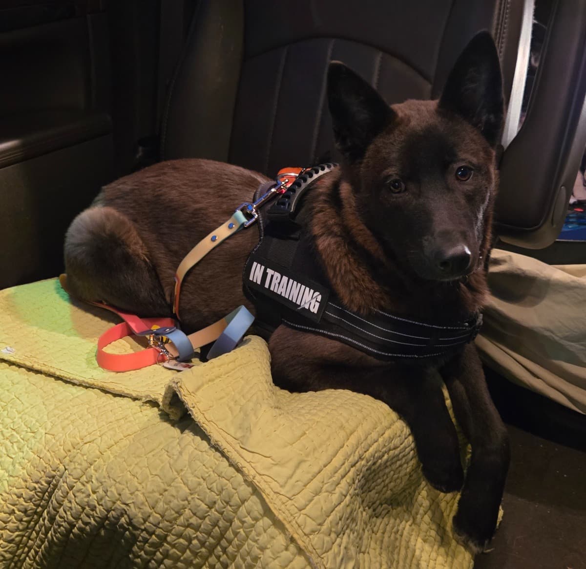 ServiceDogForAmy