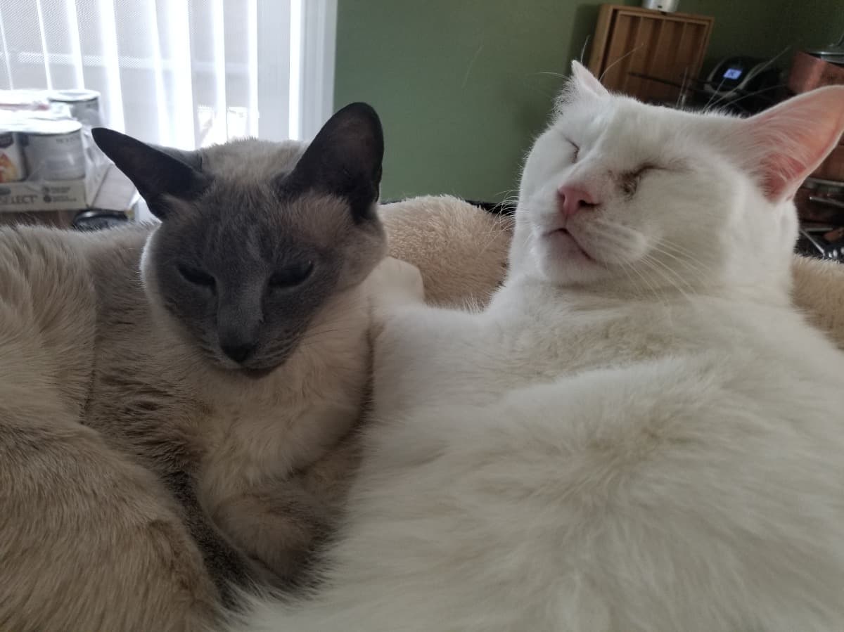 DeafCatStefanCancerCare