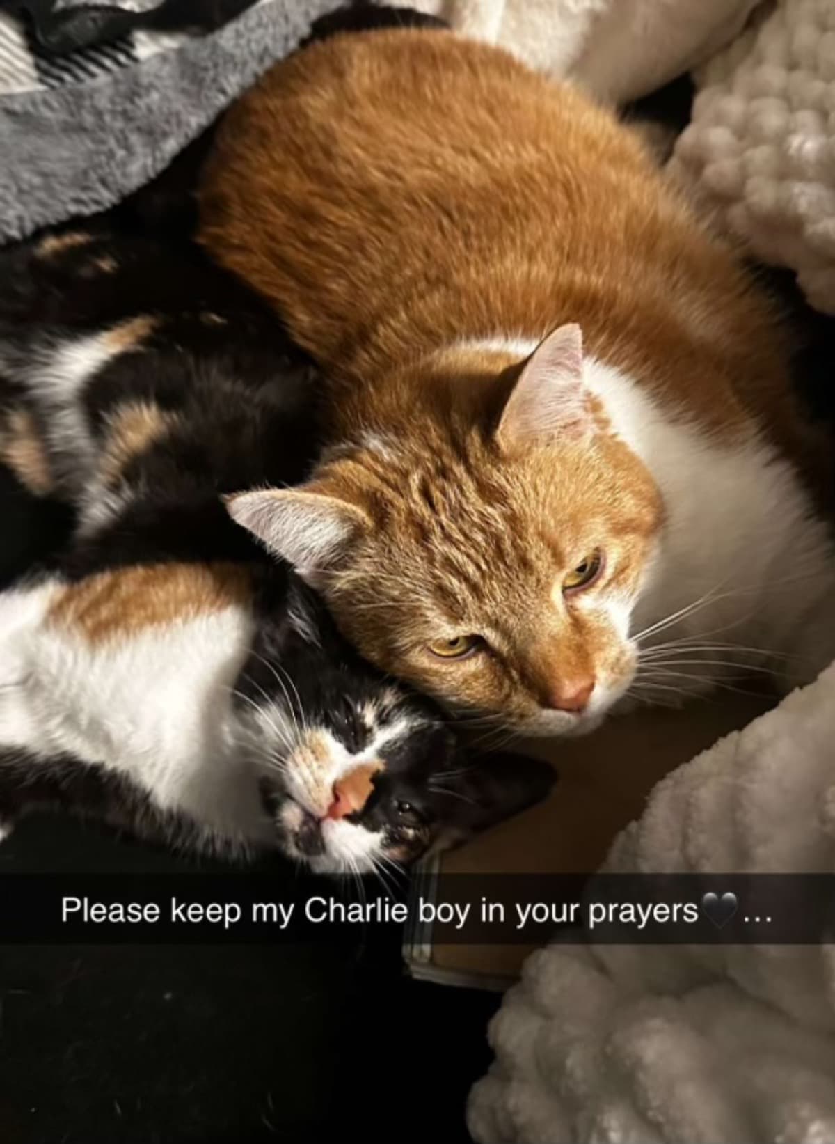 HelpUsWithCharlie