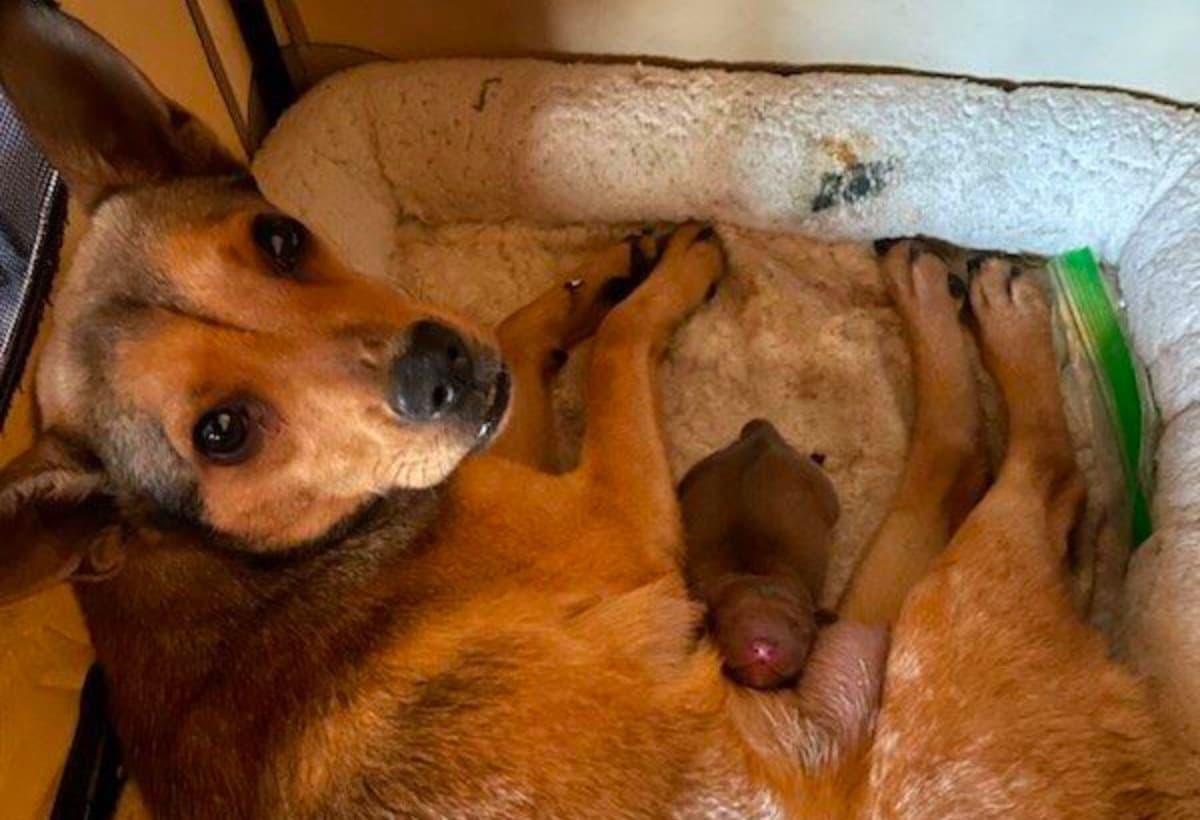 HelpFifiWinHerFightToSurvive