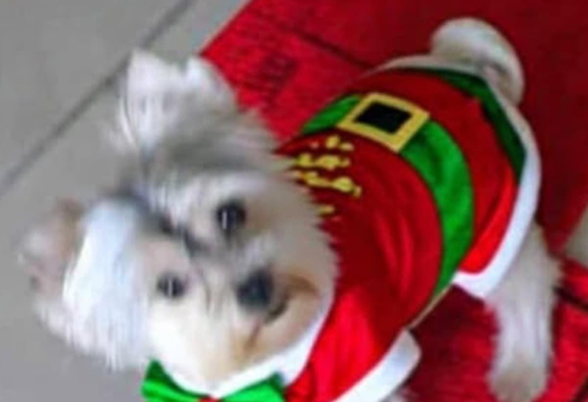 ForPeggyAdamsDogHercules