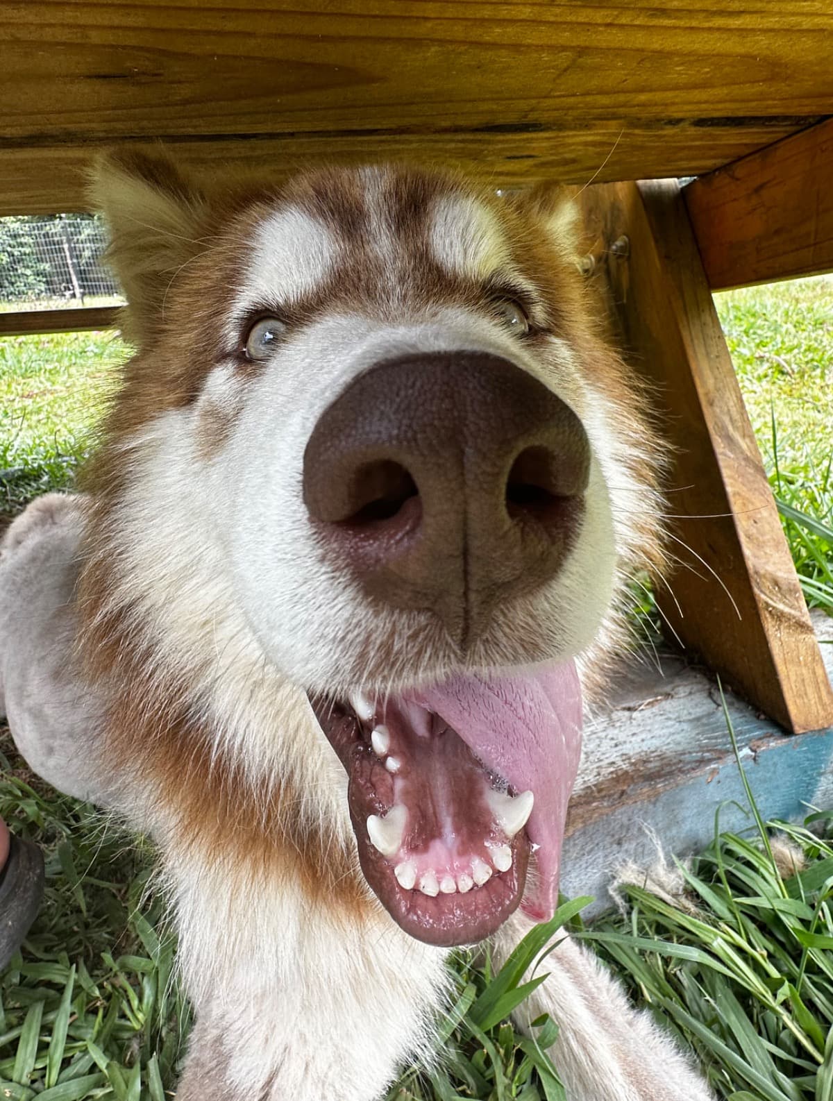 SolTheRescueDogsTraining