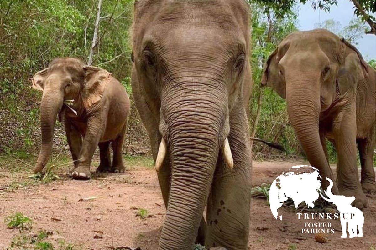 PattayaElephantSanctuary