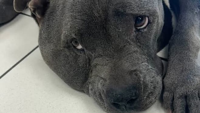 Snakebite!! Help Willa Heal: Support Her Recovery