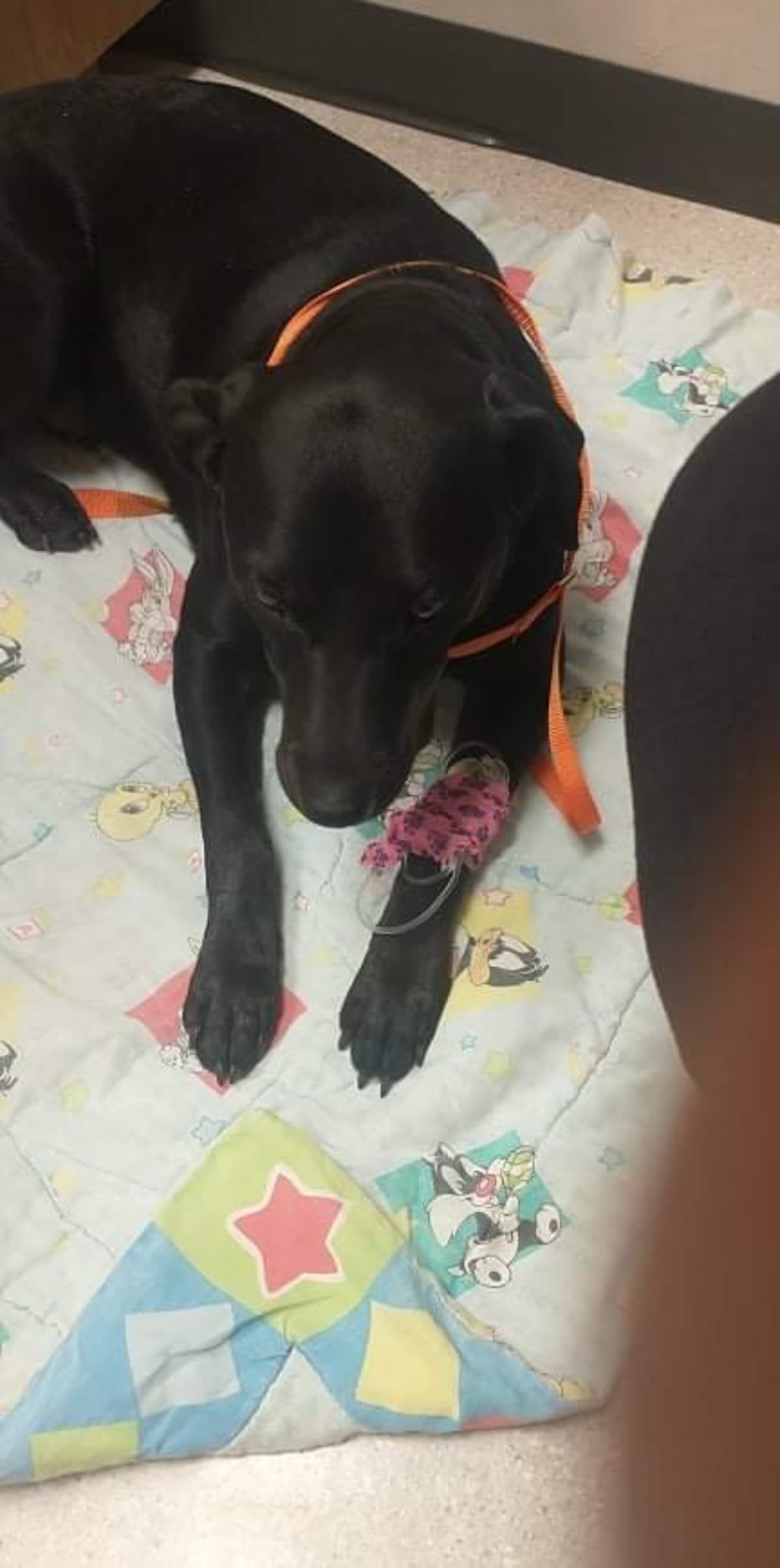 OurDogGlitter
