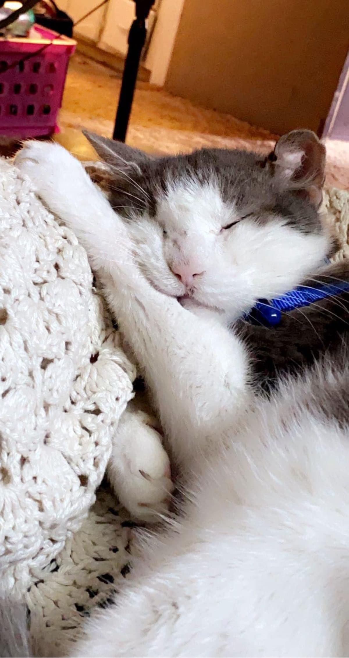 MySickCatIsInNeedOfVetHelp