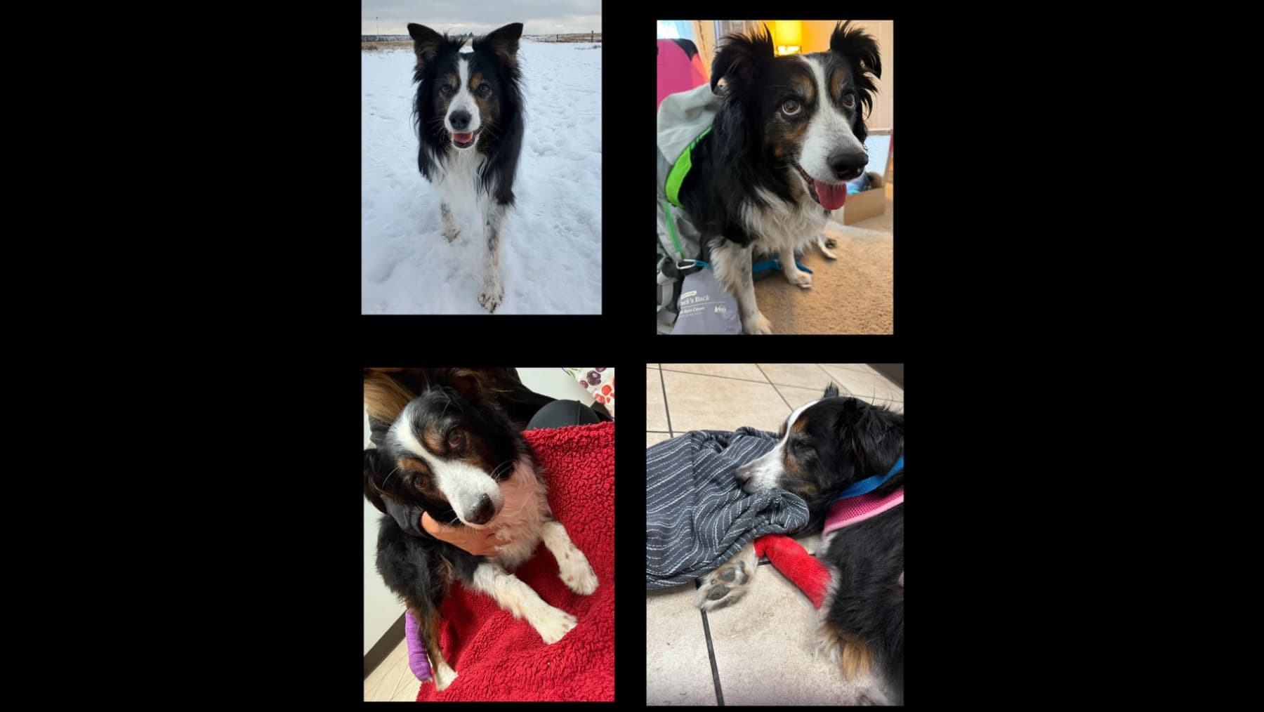 EmergencyVetFundForMia