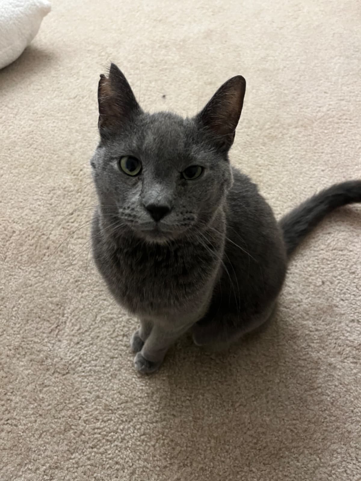 Bindi