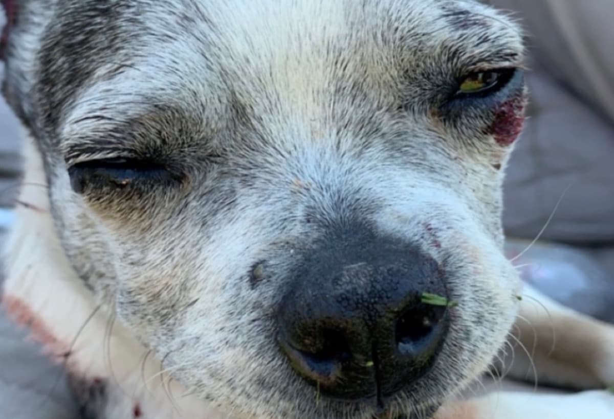 MyDogMaddieNeedsAVet