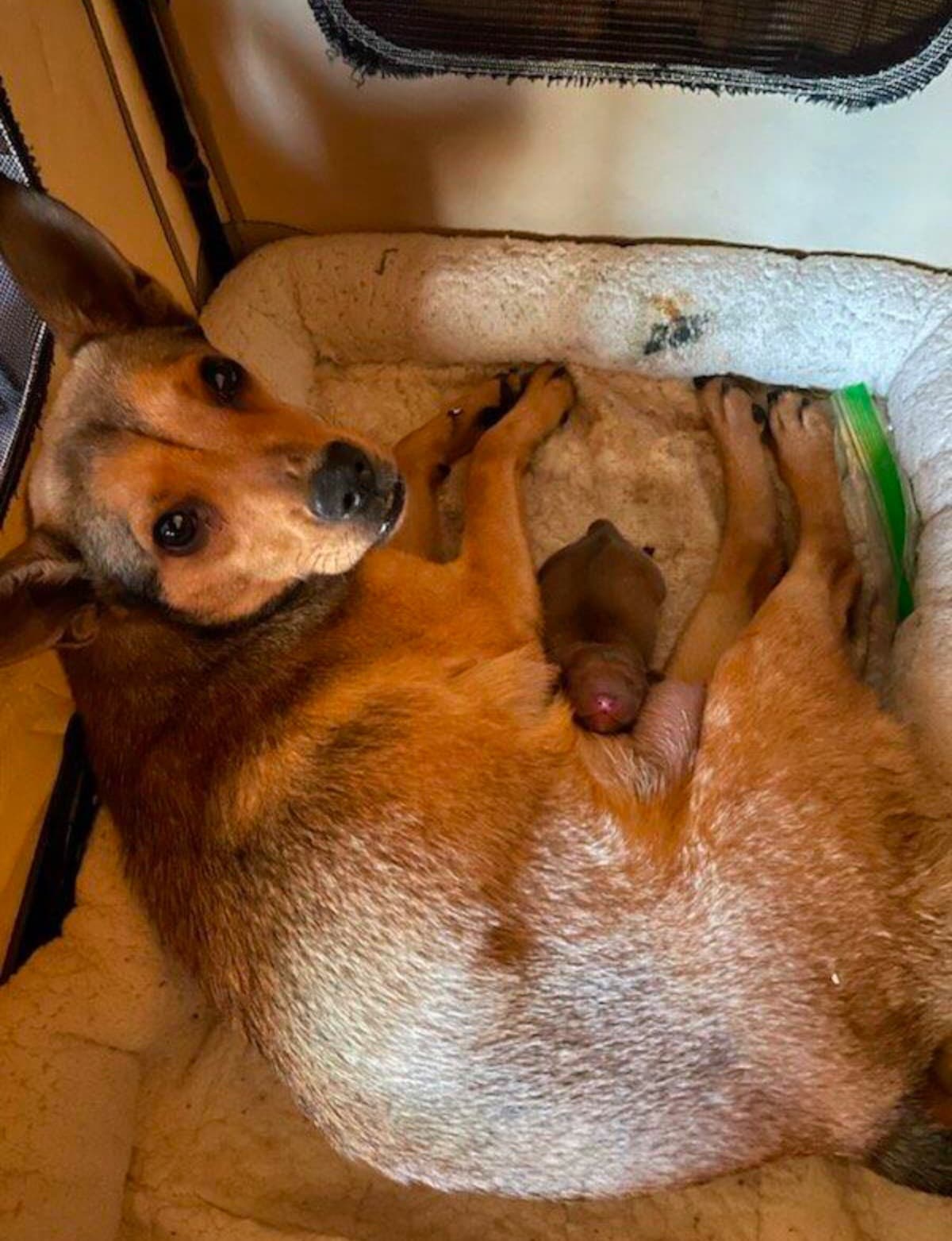 HelpFifiWinHerFightToSurvive