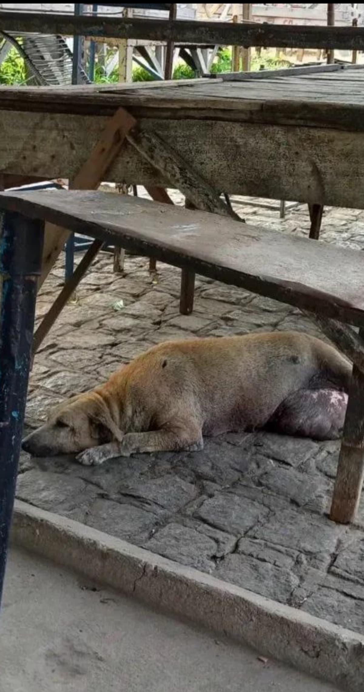 HelpAbandonedAnimalsInBrazil