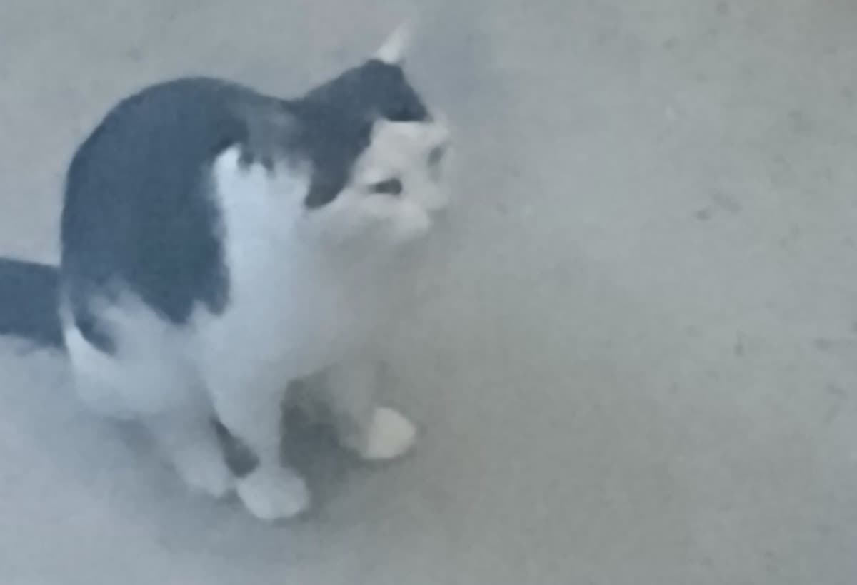 HelpMeGiveThisStrayAVetVisit