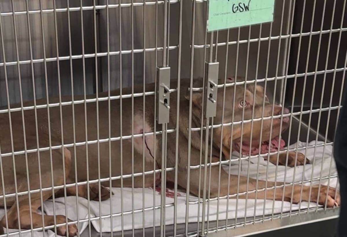 HelpWithChewysVetBill