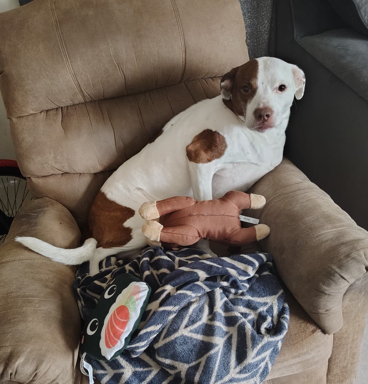 ZoeysVetFund