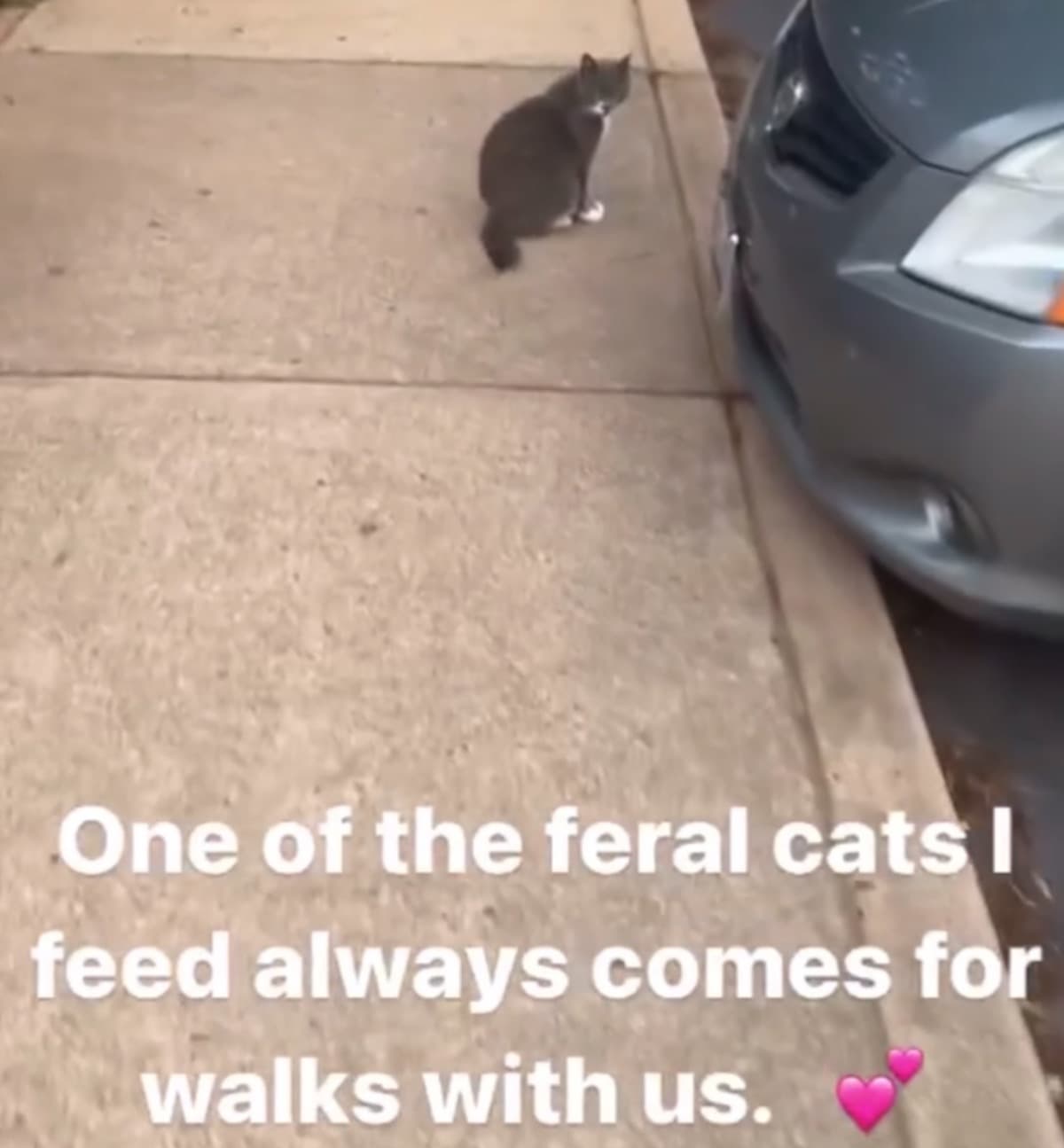 HelpingAFeralCat