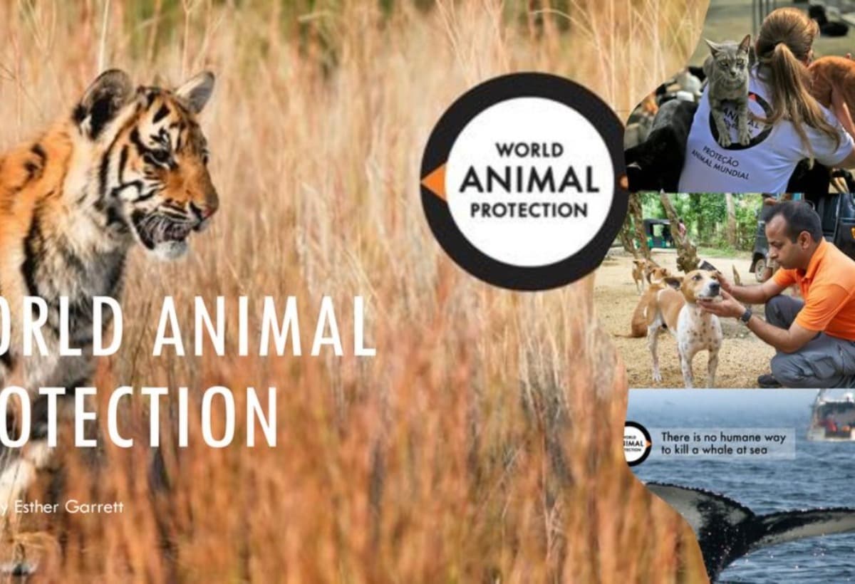 RaisingMoneyForAnimals