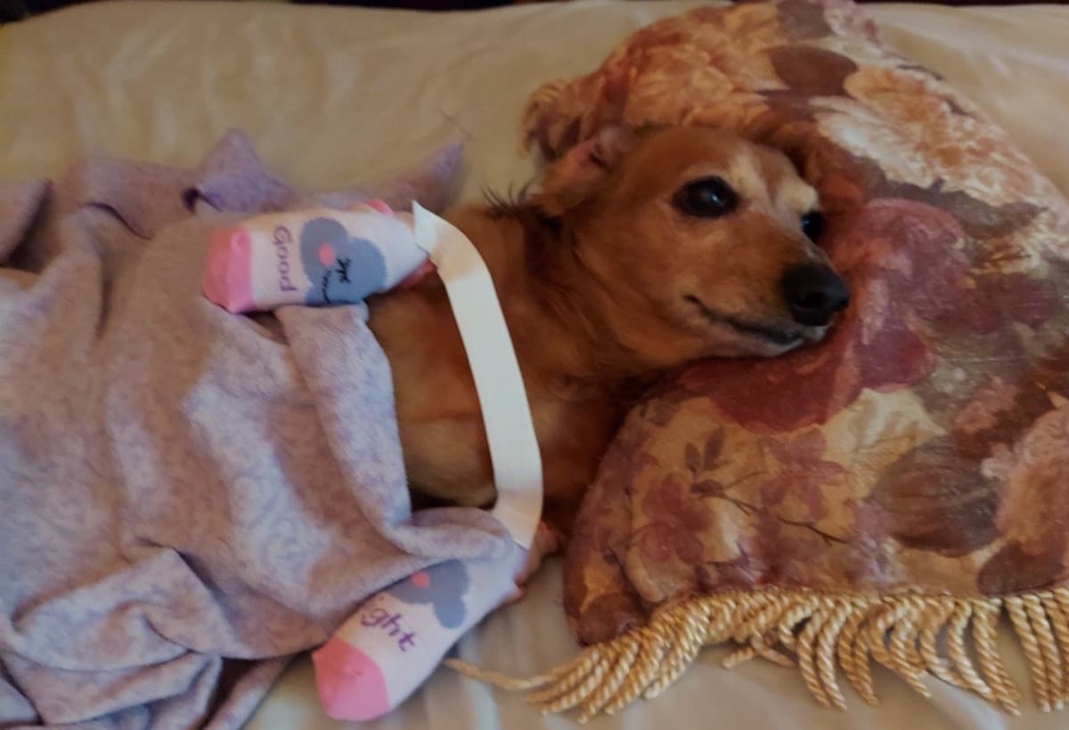 CinnamonLifeSavingSurgery